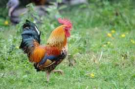 La poule Gouloise