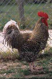 Poule coucou de Rennes