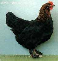 la poule Marans