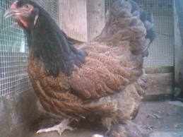 poule Brahma