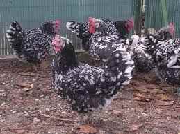 poule Gournay
