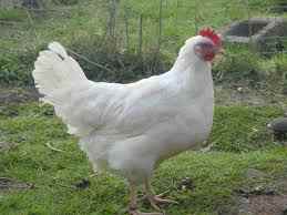 poule leghorn blanche