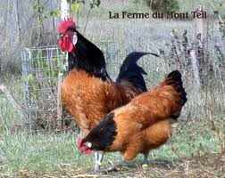 poule vorweck