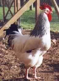 poule sussex