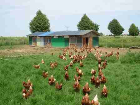 Poulailler industriel picture