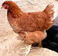Poule rousse ou poule fermière poule rousse