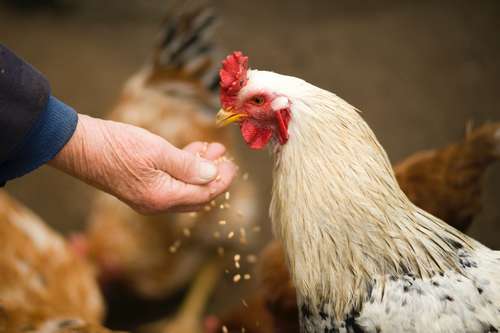bien nourrir ses poules en hiver