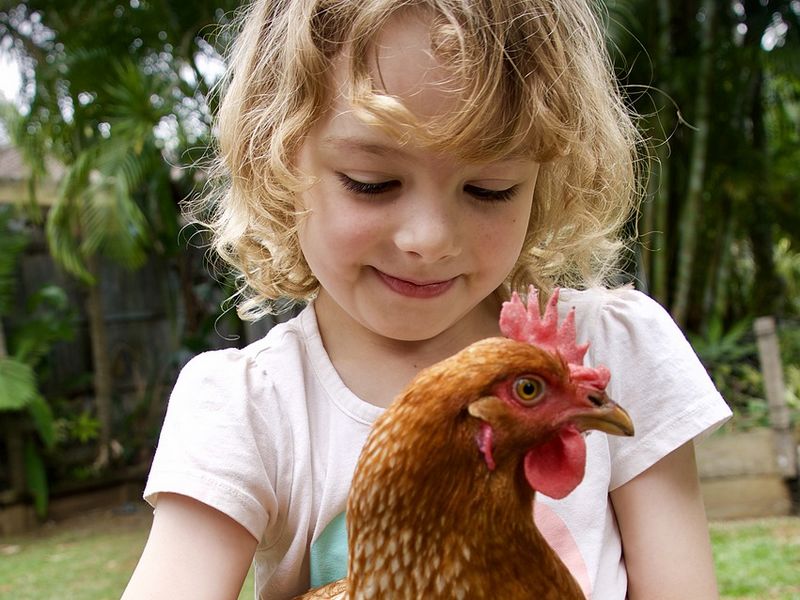 Adopter des poules pour ses enfants
