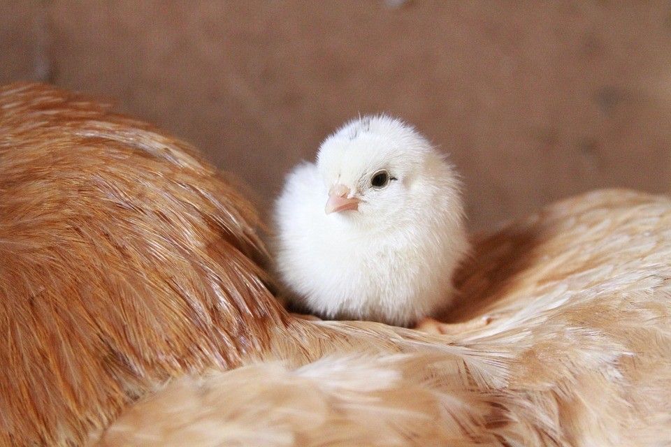 Comment Bien Démarrer Son élevage De Poussins