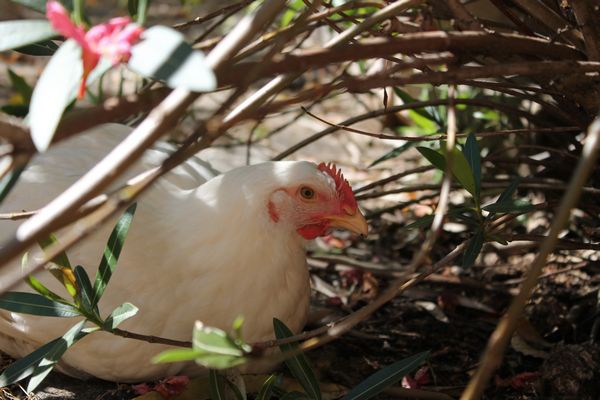 comment repérer coup de chaud chez la poule