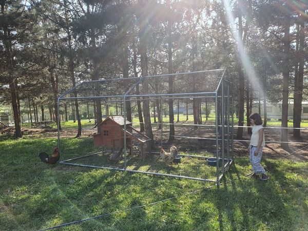 parcours extérieur de vos poules