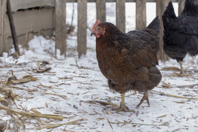 poule dans la neige