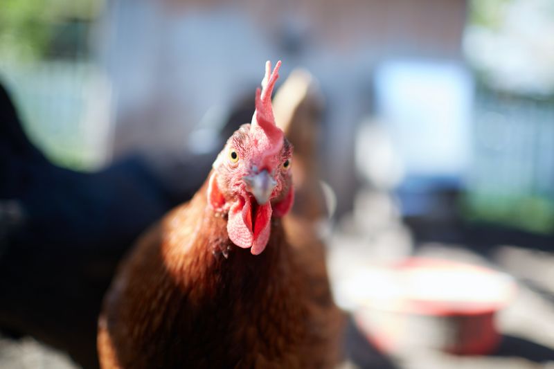 repérer comportements anormaux de la poule