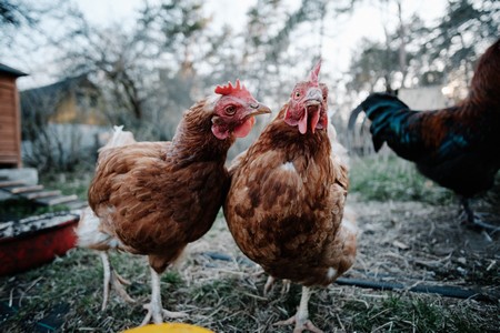 symptômes de poux rouges sur les poules