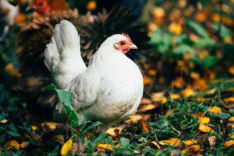 couvade de la poule que faire
