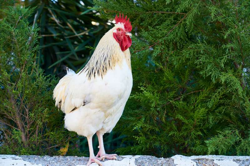 bien protéger ses poules du froid