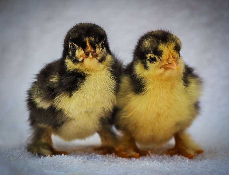 bien présenter ses poussins