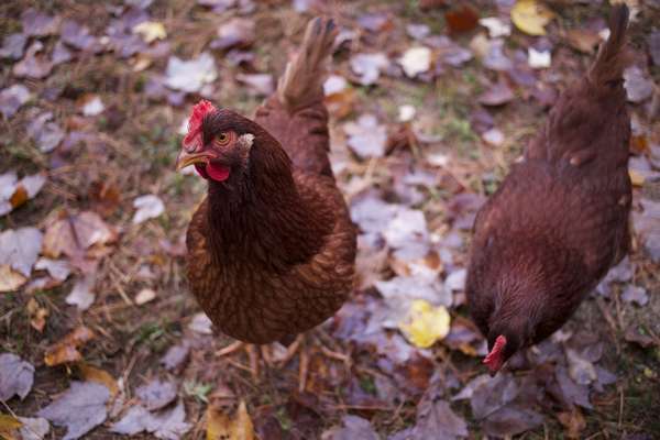 alimentation spéciale automne pour poule