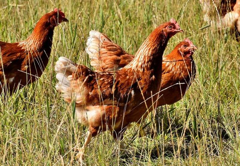 Parasites de la poule : comment traiter ses poules et son poulailler ?