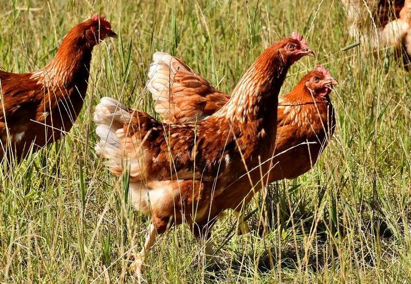 Gra-Mix Mélange Poules D'Ardennes - Avec Maïs Concassé Très Fin +