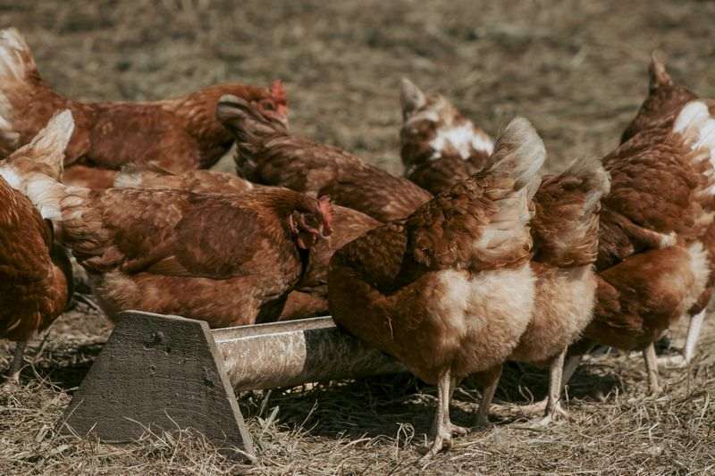Faut Il Aménager Son Poulailler Pour Protéger Les Poules En Hiver