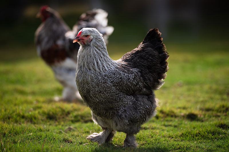 Quelles poules pondeuses dans son poulailler
