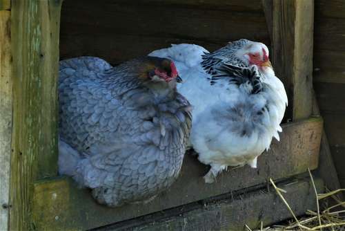 chauffage entre poules