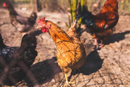 isoler la poule malade