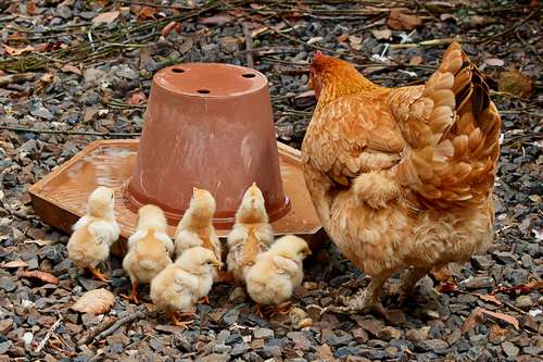 proteger ses poussins