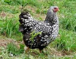 La poule Wiandotte ou Wyandotte poule Wiandotte