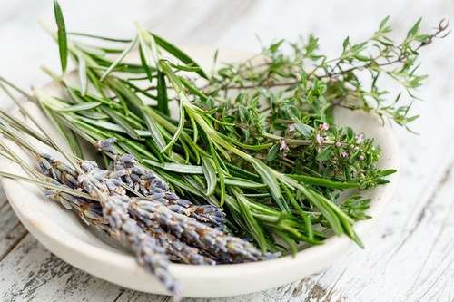 thym infusé pour lutter contre le coryza